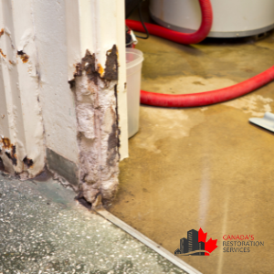 mold testing and inspections 